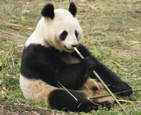 China Panda-Diplomatie